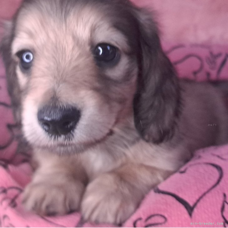 ブリーダー画像