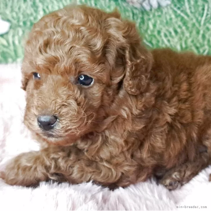 トイプードル(トイ)【愛知県・男の子・2025年10月9日・レッド】の写真1