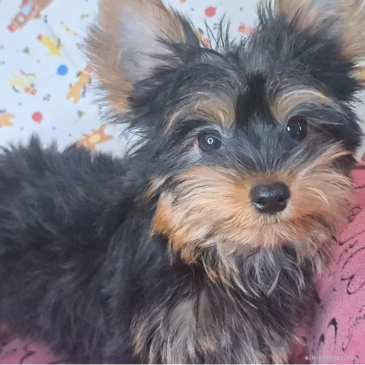 ID：2506-00328の子犬