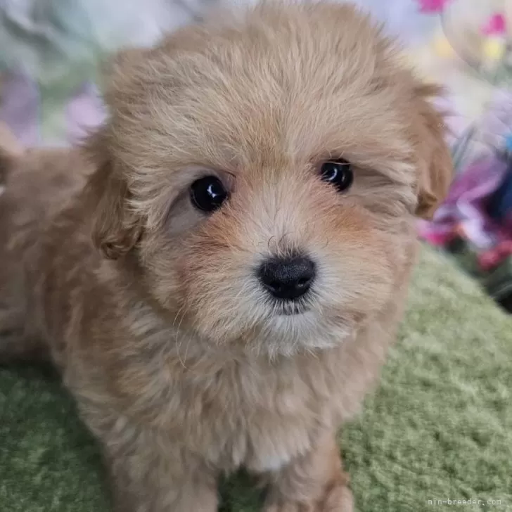 ID：2503-05045の子犬