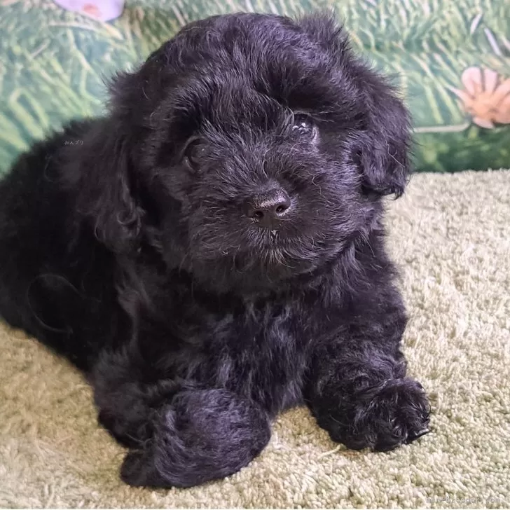 ID:2505-06684の子犬