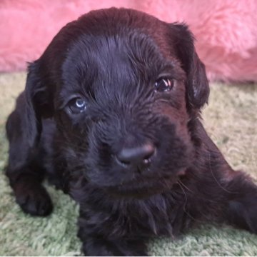 ダップー(ダックスフンド×トイプードル)【愛知県・男の子・2025年11月20日・ブラック】の写真「艶々はブラックカラーの可愛い男の子です」