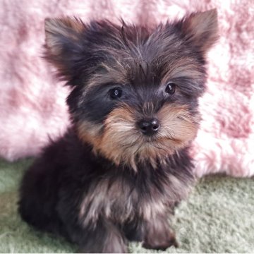 ヨークシャーテリア【愛知県・女の子・2025年9月9日・スチールブルー&タン】の写真「はるちゃんママの可愛いベイビー誕生しました｡」