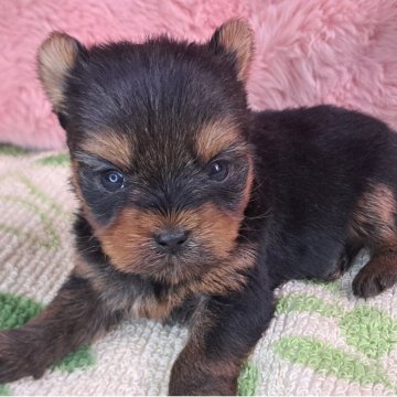 ヨークシャーテリア【愛知県・女の子・2025年11月10日・スチールブルー&タン】の写真「可愛い4兄妹スクスク成長中です」