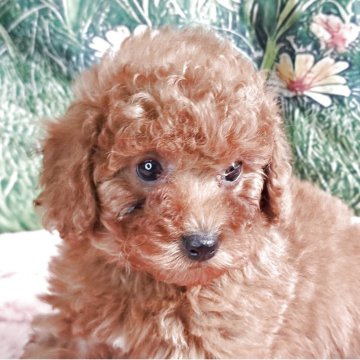 トイプードル(トイ)【愛知県・女の子・2025年9月24日・レッド】の写真「とっても元気で明るく甘えん坊な可愛い娘です。」