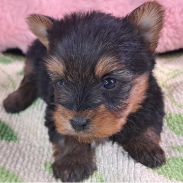 ヨークシャーテリア【愛知県・男の子・2025年11月10日・スチールブルー&タン】の写真「小降りなタイプの男の子です」