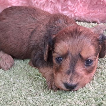 ダップー(ダックスフンド×トイプードル)【愛知県・女の子・2025年11月20日・レッド系】の写真「黒い毛色は薄くなっていきます」