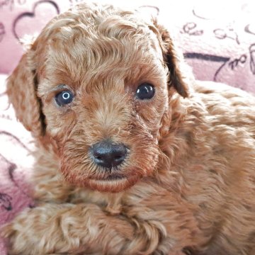 トイプードル(トイ)【愛知県・女の子・2025年9月24日・レッド】の写真「濃い目の綺麗なレッドでとっても美人さんです」