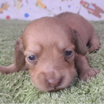 ミニチュアダックスフンド(ロング)【愛知県・女の子・2025年7月17日・イエロー】の写真「ノアちゃんママの可愛い一人娘」