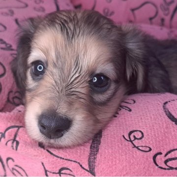 ミニチュアダックスフンド(ロング)【愛知県・女の子・2025年10月17日・シェーデッドイエロー】の写真「黒い毛色は薄くなって取れていきます」