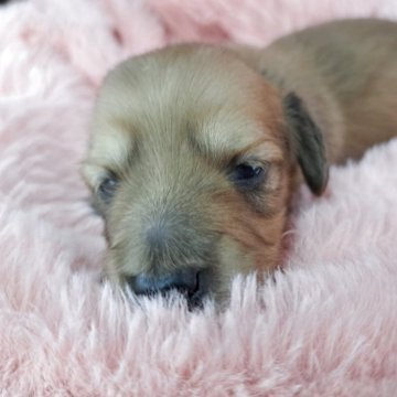 ミニチュアダックスフンド(ロング)【愛知県・男の子・2025年10月17日・イエロー】の写真「パルちゃんママの可愛い1人息子君です。」