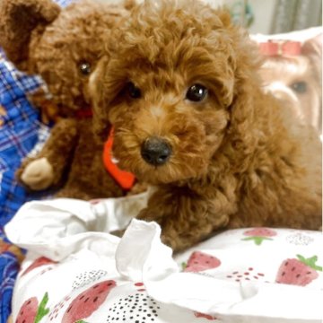 トイプードル(トイ)【愛知県・男の子・2025年8月28日・レッド】の写真「リカちゃんの可愛いひとり息子君です。」