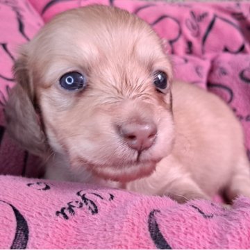 ミニチュアダックスフンド(ロング)【愛知県・女の子・2025年7月17日・イエロー】の写真「ノアちゃんママの可愛い一人娘」