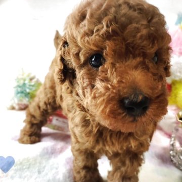 トイプードル(トイ)【愛知県・男の子・2025年8月28日・レッド】の写真「リカちゃんの可愛いひとり息子君です。」