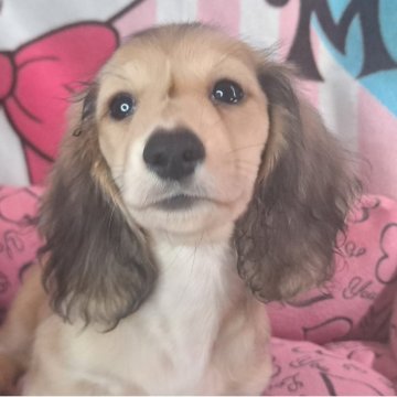 ミニチュアダックスフンド(ロング)【愛知県・男の子・2025年7月17日・シェーデッドイエロー】の写真「とっても元気で甘えん坊な可愛い子です🥰」
