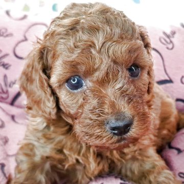 トイプードル(トイ)【愛知県・男の子・2025年9月24日・レッド】の写真「レディーママの可愛い男の子が誕生しました。」