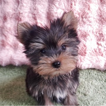 ヨークシャーテリア【愛知県・女の子・2025年9月9日・スチールブルー&タン】の写真「はるちゃんママの可愛いベイビー誕生しました｡」