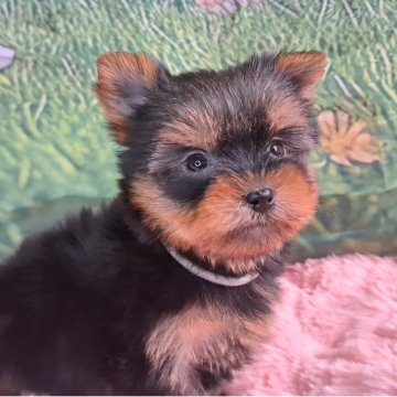 ヨークシャーテリア【愛知県・女の子・2025年9月9日・スチールブルー&タン】の写真「はるちゃんママの可愛いベイビー誕生しました。」