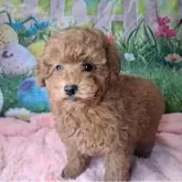 トイプードル(トイ)