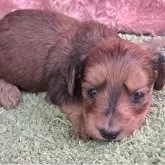 ダップー(ダックスフンド×トイプードル)【愛知県・女の子・2025年11月20日・レッド系】の写真1