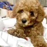 トイプードル(トイ)