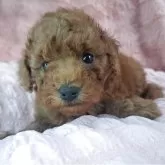 トイプードル(トイ)