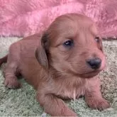 ダップー(ダックスフンド×トイプードル)【愛知県・女の子・2025年11月20日・イエロー系】の写真2