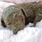 トイプードル(トイ)【愛知県・男の子・2025年10月9日・レッド】の写真9