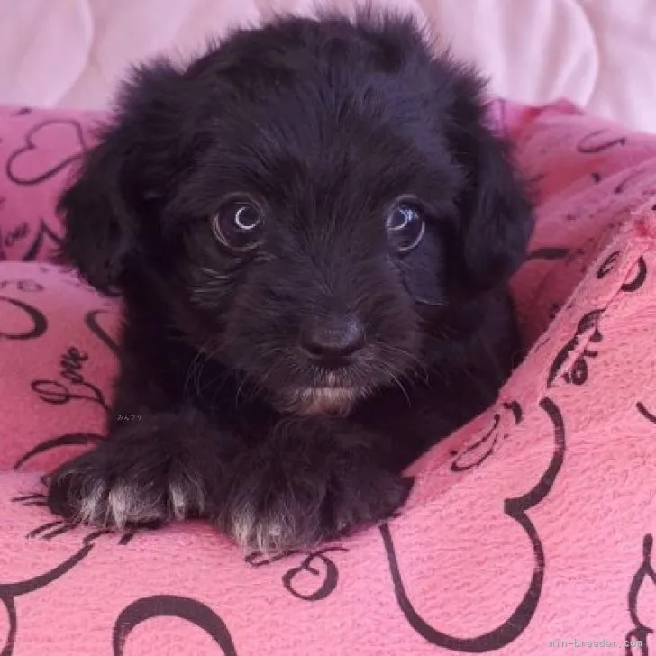 ID：2310-05941の子犬