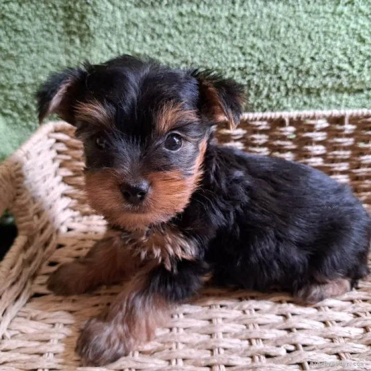 ID:2310-04204の子犬