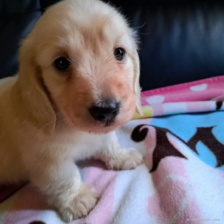 ID：2308-03490の子犬