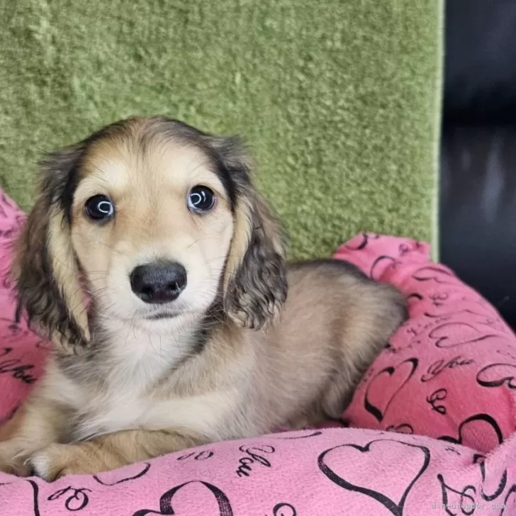 ID:2405-04814の子犬