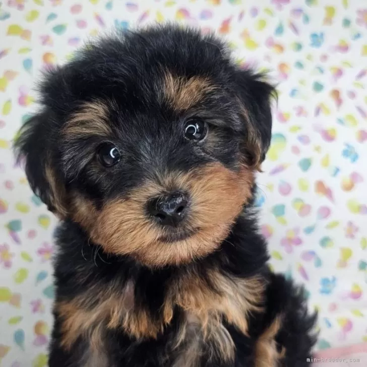 ID：2409-01486の子犬