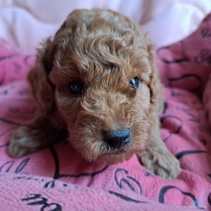 ID：2308-00461の子犬