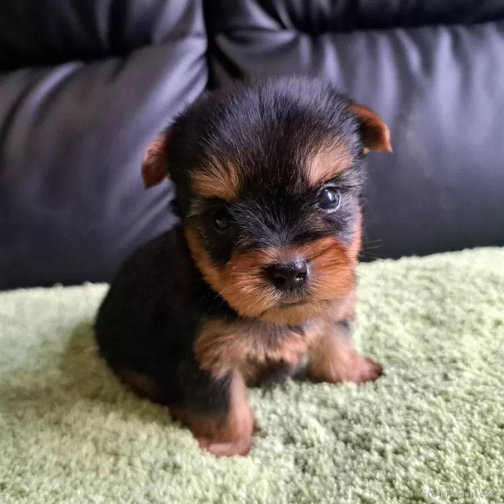 ID:2407-00302の子犬