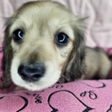 ミニチュアダックスフンド(ロング)【愛知県・女の子・2024年3月11日・レディッシュイエロー】の写真「明るく元気いっぱいな女の子」