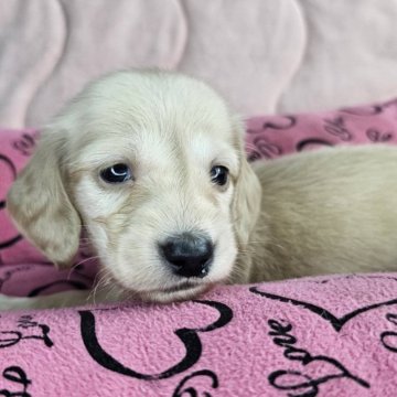ミニチュアダックスフンド(ロング)【愛知県・男の子・2024年4月17日・イエロー】の写真「綺麗なクリーム色の男の子です」