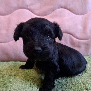 ヨープー(トイプードル×ヨークシャーテリア)【愛知県・男の子・2024年3月22日・ブラック】の写真「のんびりマイペースな男の子です」