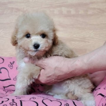 ミックス犬(トイプードル×マルプー)【愛知県・女の子・2023年1月9日・アプリコット】の写真「兄妹の中でも一番の甘えん坊さんです。」