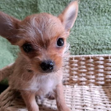 ミックス犬(チワワ×ヨークシャーテリア)【愛知県・男の子・2023年7月31日・レッド】の写真「可愛い6兄妹が誕生しました。」
