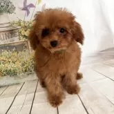 トイプードル(トイ)