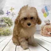 トイプードル(トイ)