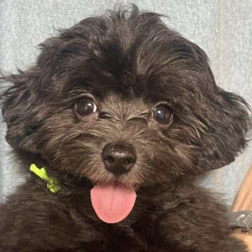 マルプー(マルチーズ×トイプードル)【奈良県・女の子・2025年8月29日・ブラック】の写真「お目目くりくりコロコロ可愛い女の子❤️」