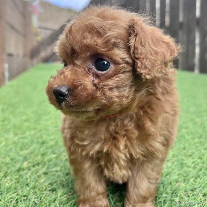 ID：2302-02053の子犬