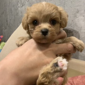 マルプー(マルチーズ×トイプードル)【奈良県・女の子・2024年7月28日・クリーム】の写真「お目目くりくりの可愛い女の子👧」