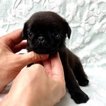 パグ【奈良県・男の子・2023年5月26日・ブラック】の写真「とても可愛い男の子です(♡)」