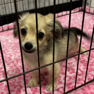 チワックス(チワワ×ダックスフンド)【奈良県・男の子・2024年6月26日・シェーデッドイエロー】の写真「可愛い男の子🩵」