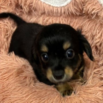 チワックス(チワワ×ダックスフンド)【奈良県・男の子・2024年6月26日・ブラックタン】の写真「お目目クリクリの可愛い男の子」