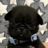 パグ【奈良県・男の子・2024年5月6日・ブラック】の写真1「とっても可愛い男の子です。」