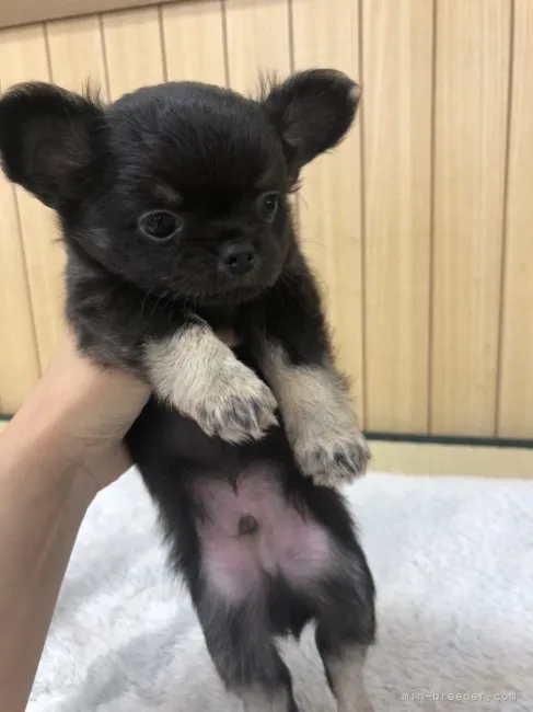 ID：2208-01315の子犬